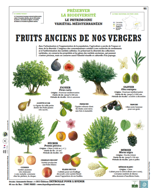 fruits_anciens.png