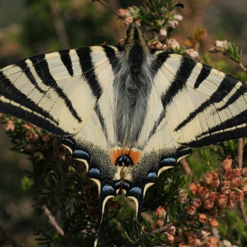 Papillon flambé ©Hervé Bergère