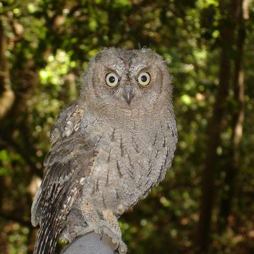 hibou-petit-duc_format_512x500.jpg