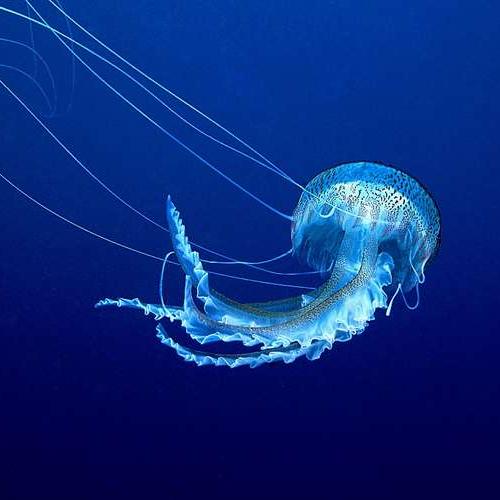 meduse-pelagie_format_512x500.jpg