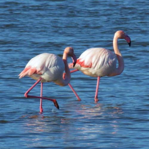 vignette-flamants-roses.jpg