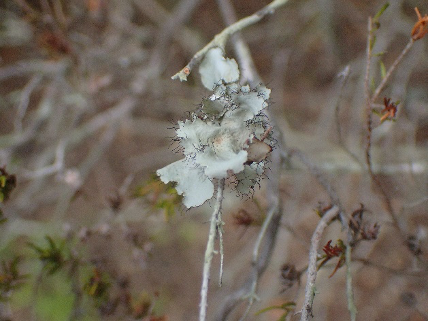 Parmotremma hypoleucinum 2