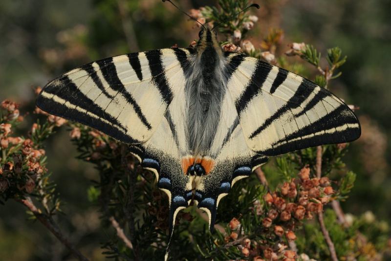 Papillon flambé ©Hervé Bergère