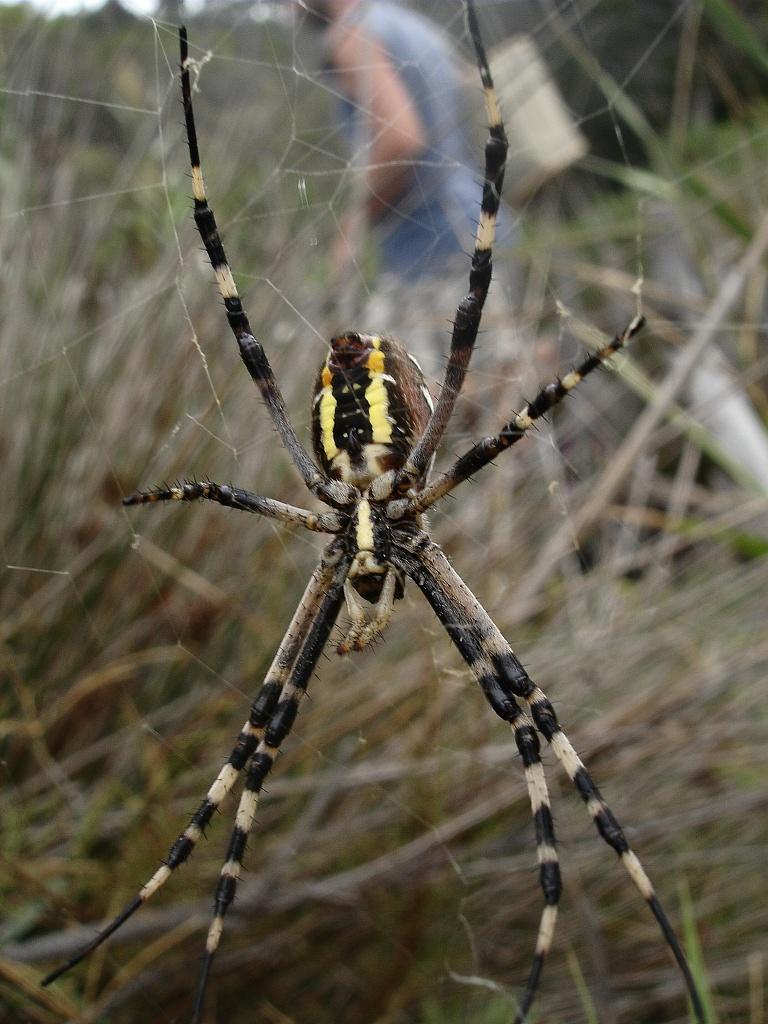 epeire-fasciee-argiope-bruennichi-2.jpg