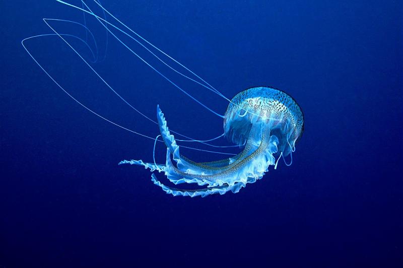 meduse-pelagie.jpg