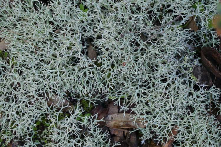 pnpc_010732cladonia-rangiformis-web.jpg