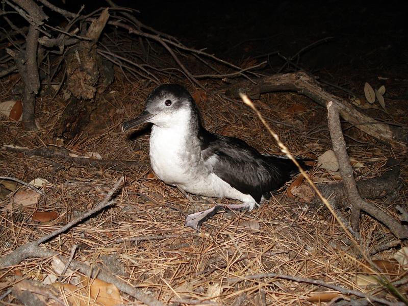 puffin-yelkouan-puffinus-yelkouan-2.jpg