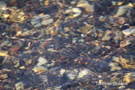 Tortue qui nage plage noire Porquerolles