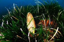 Grande nacre dans l'herbier©Antonin Guilbert-Agence des Aires Marines Protégées