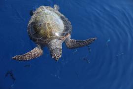 Tortue caouanne