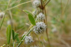 cuscuta-approximata-copyright-michaud-h.jpg