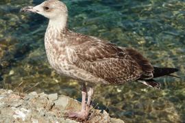 goeland-en-plumage-juvenile.jpg