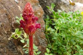 orobanche-sanguine-masinski.jpg