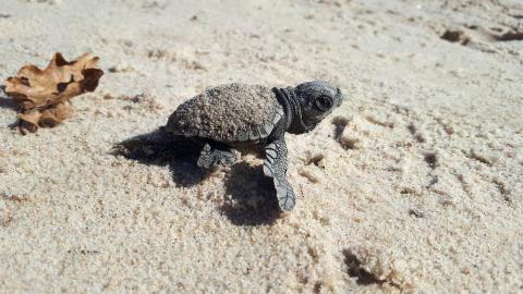 La Caouanne - Emergence d'un tortillon sur la plage de la Capte