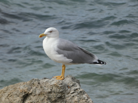 Découverte des oiseaux du Cap Lardier