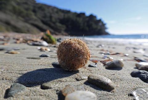 Pelote de mer - Pelote de mer