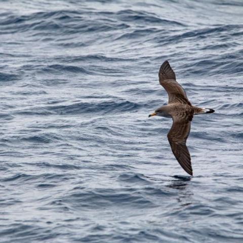 Puffin de Scopoli - Puffin de Scopoli