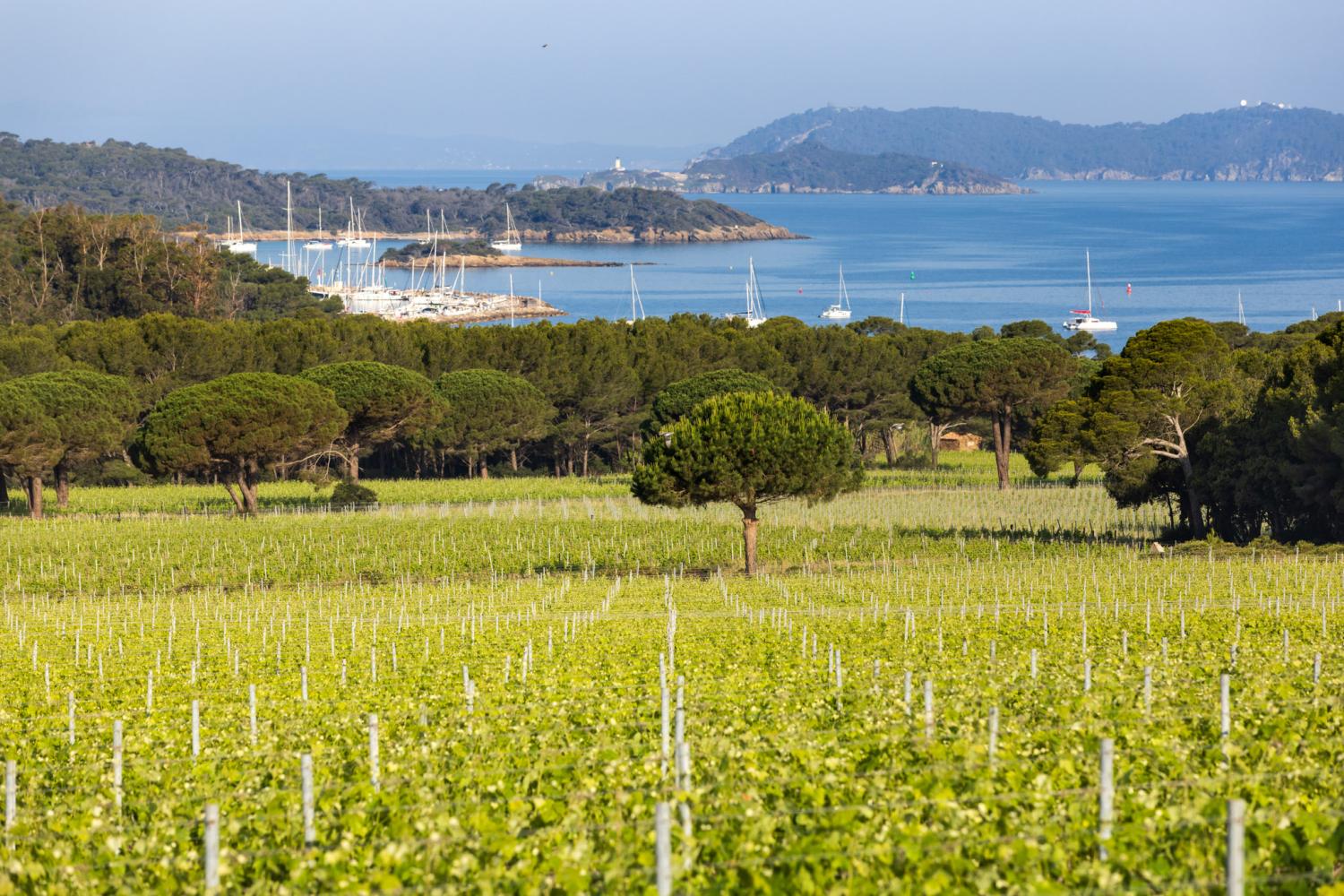 Domaine de la Courtade à Porquerolles