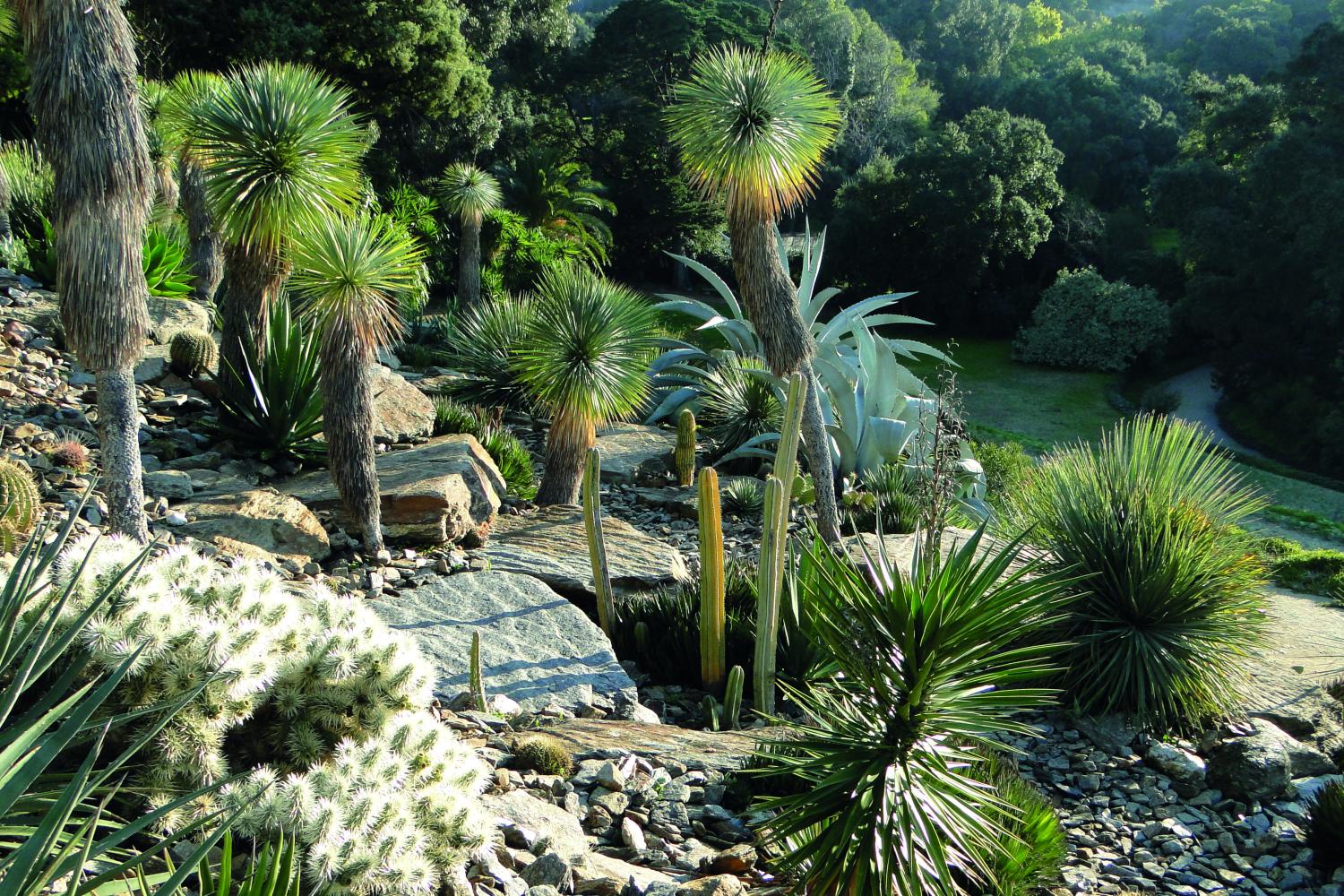 Jardin aride d'Amérique