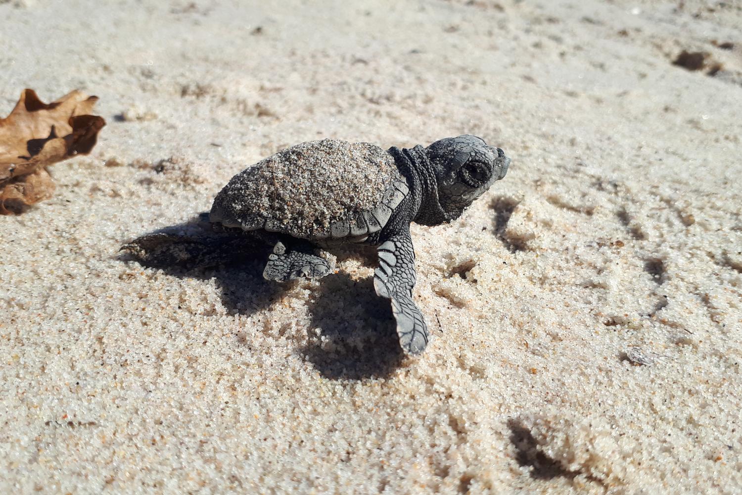 Tortue caouanne