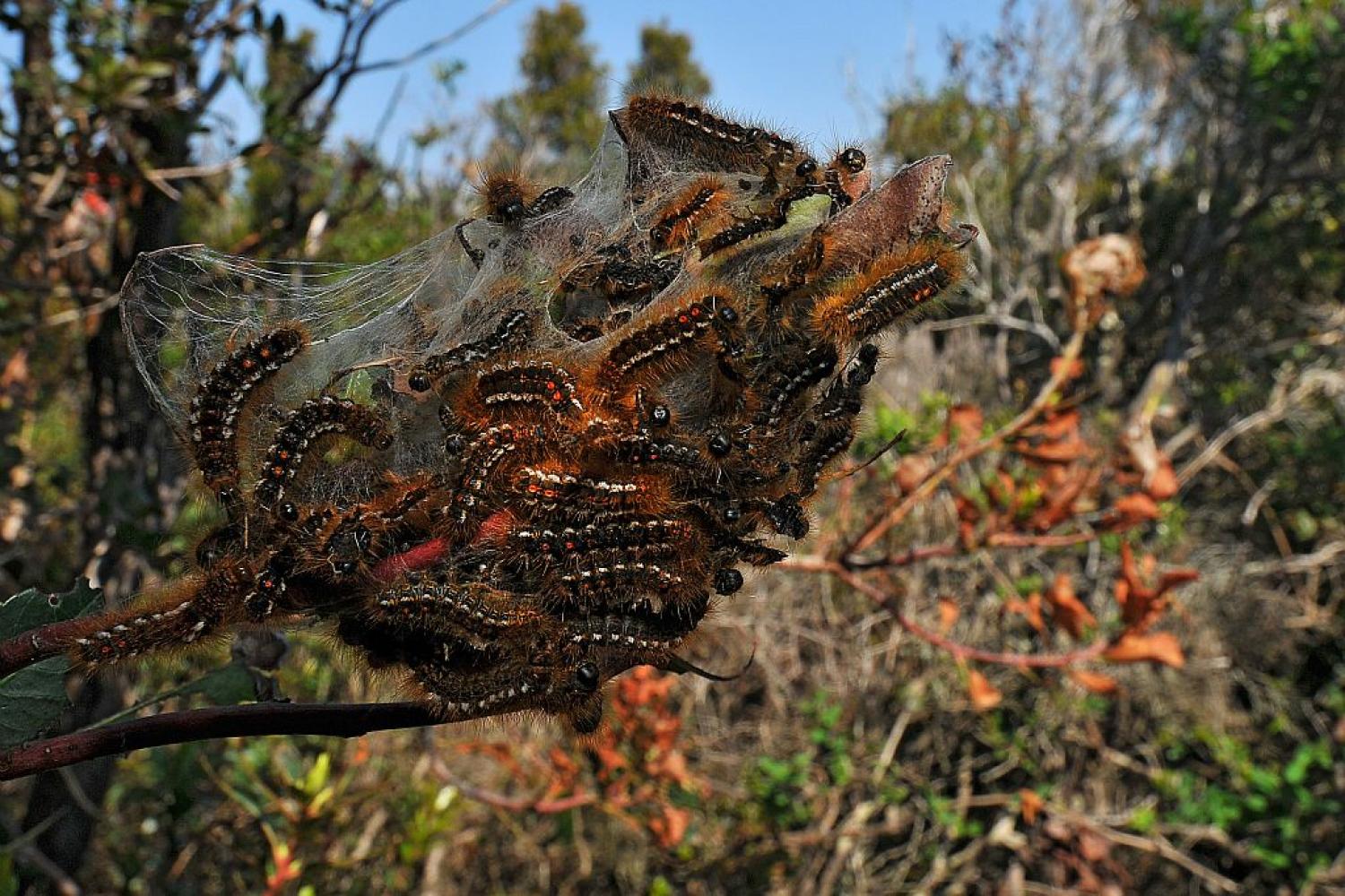 chenille-processionnaire-du-pin-thaumetopoea-pityocampa-2.jpg