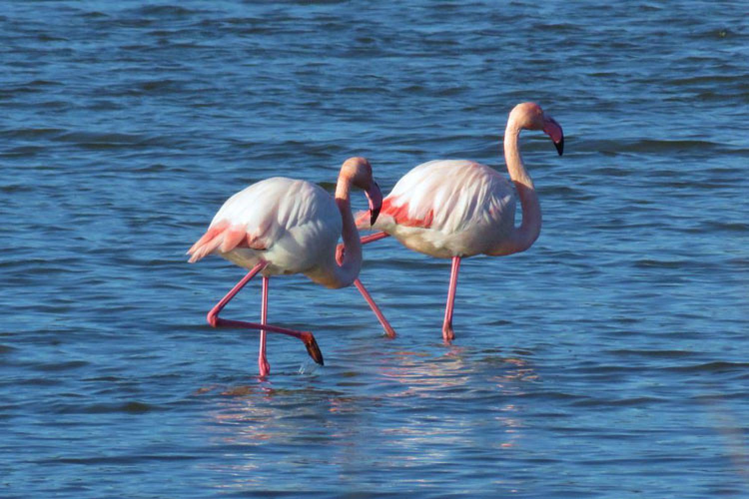 flamant-rose.jpg