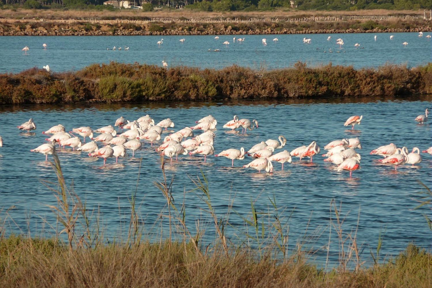 flamants-roses.jpg