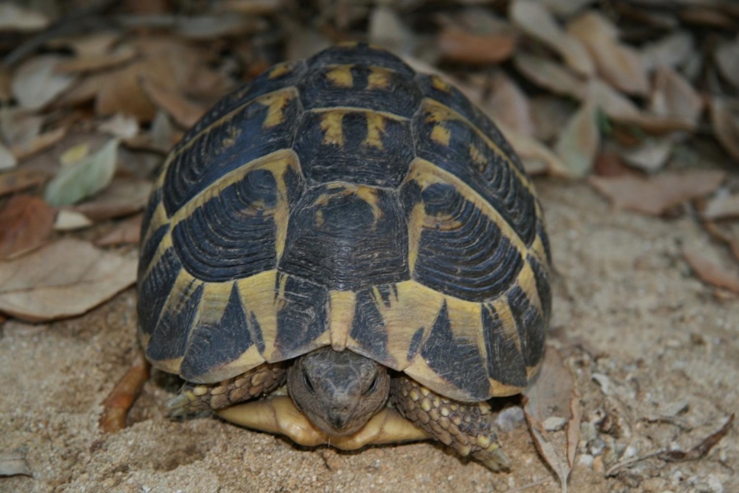 tortue-d-hermann.jpg