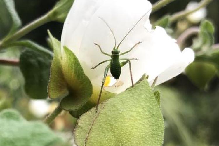 Domaine du Rayol - Activité enfant " Les petites bêtes de nos jardins"