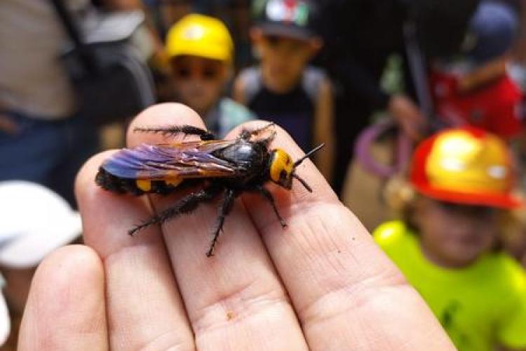 Domaine du Rayol - Activité enfant " Les petites bêtes de nos jardins"