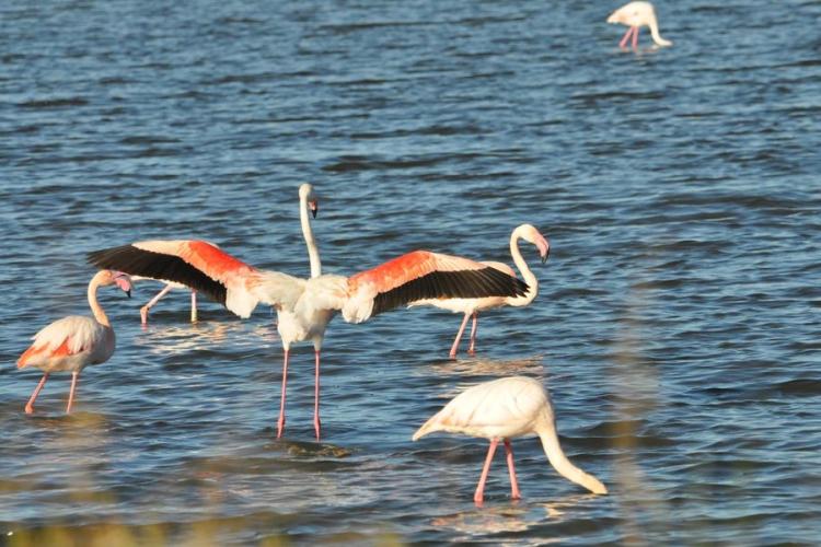 observation des oiseaux aux salins - observation des oiseaux aux salins