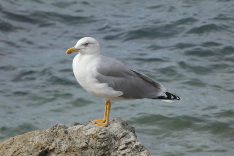 Découverte des oiseaux du Cap Lardier